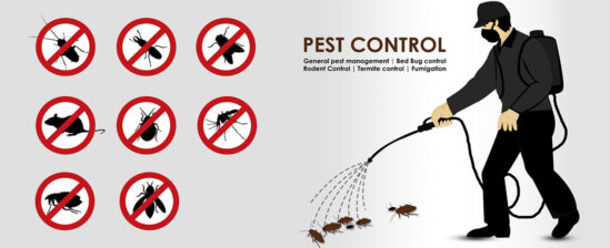 pest nepal